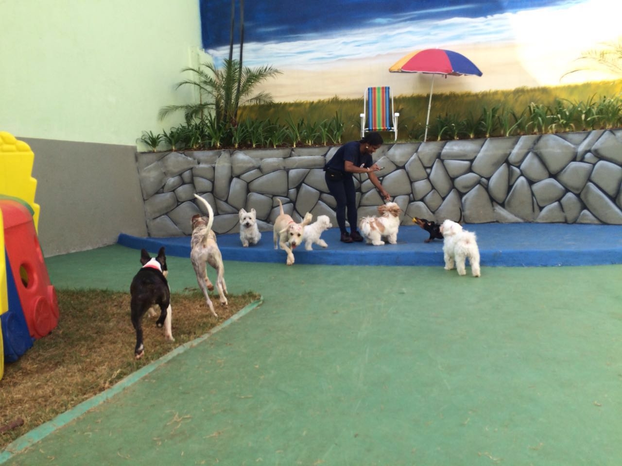 Serviço de Creche Canina