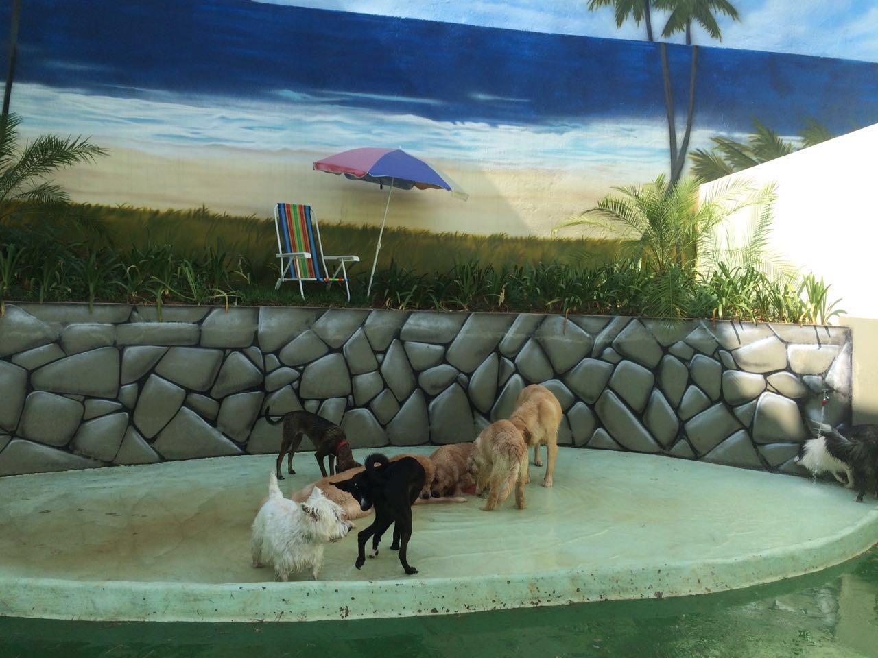 Serviço de Day Care Canino