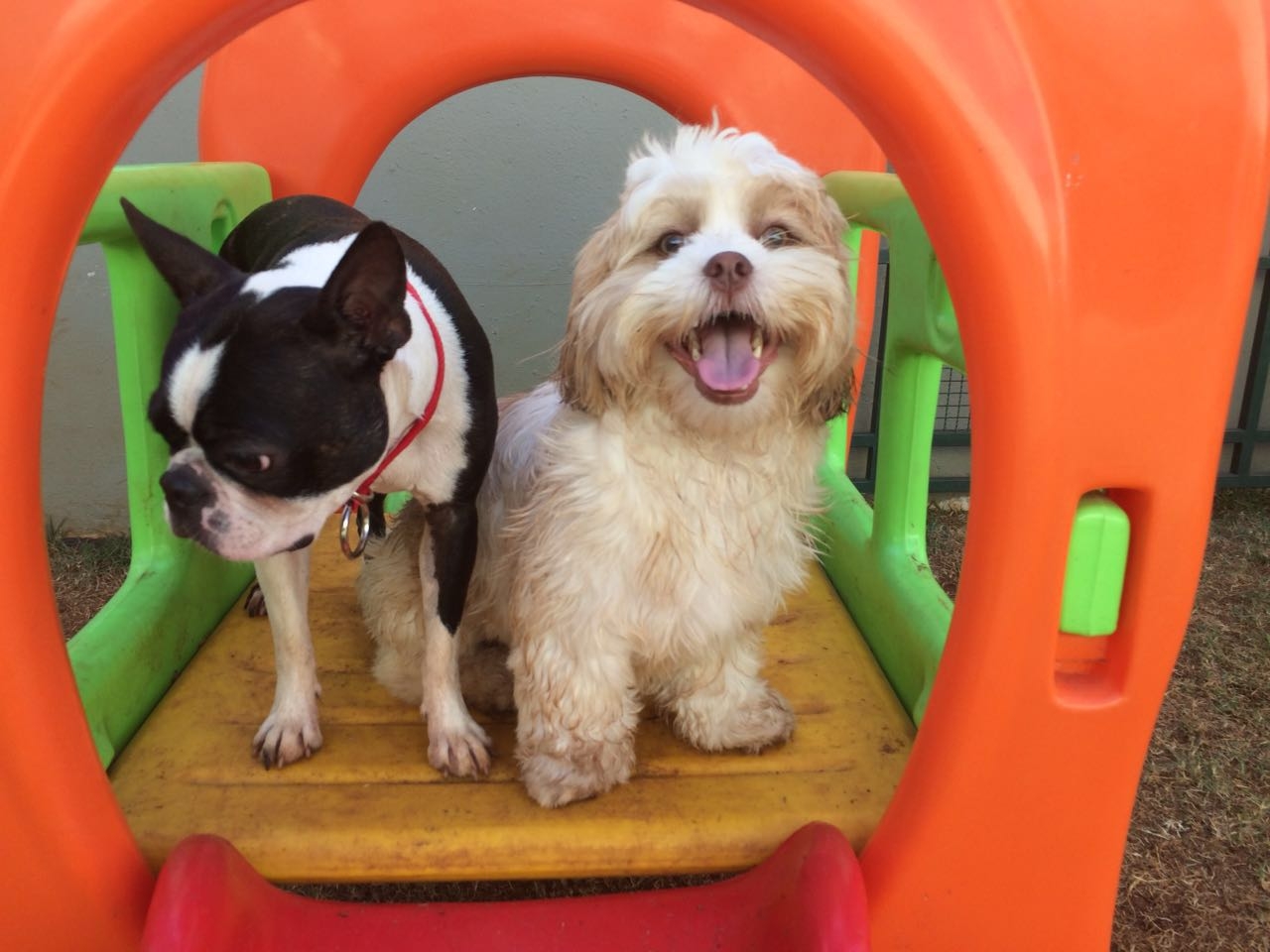 Serviço de Day Care para Cachorros