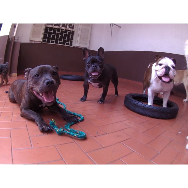 Serviço de Dog Sitter