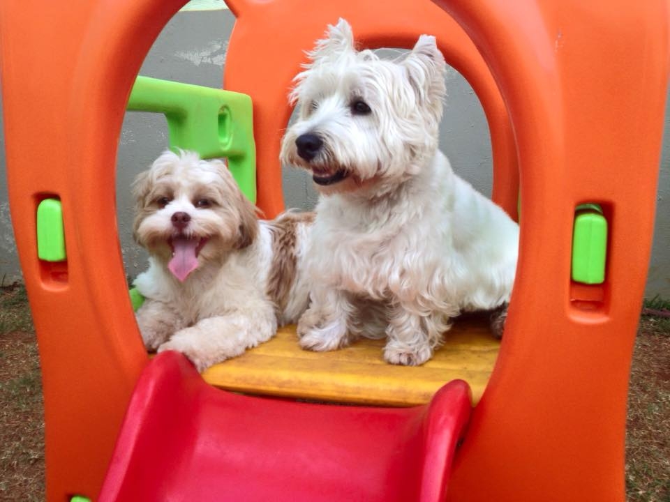 Serviço de Hospedagem para Cachorro