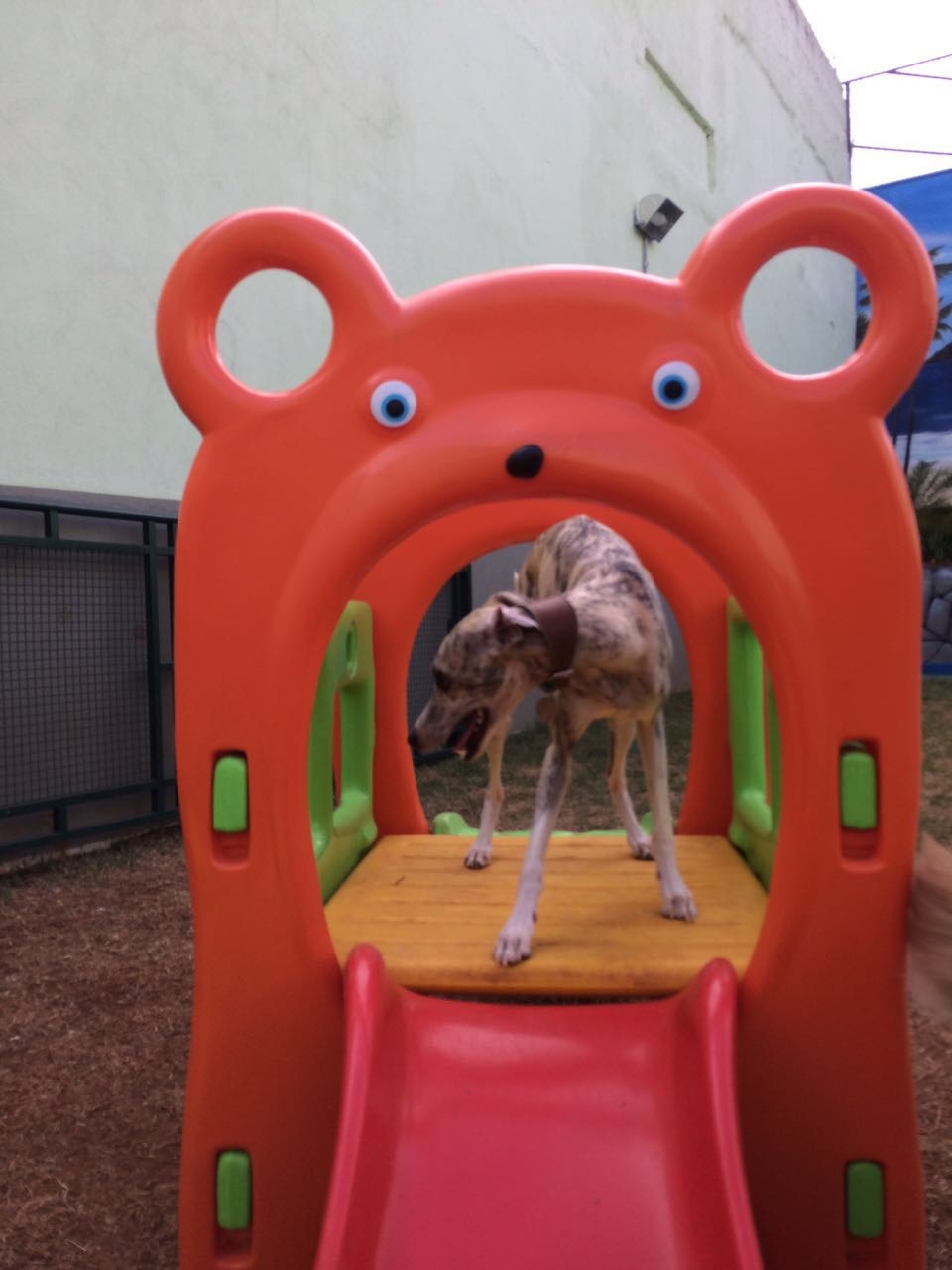 Serviço de Spa Canino