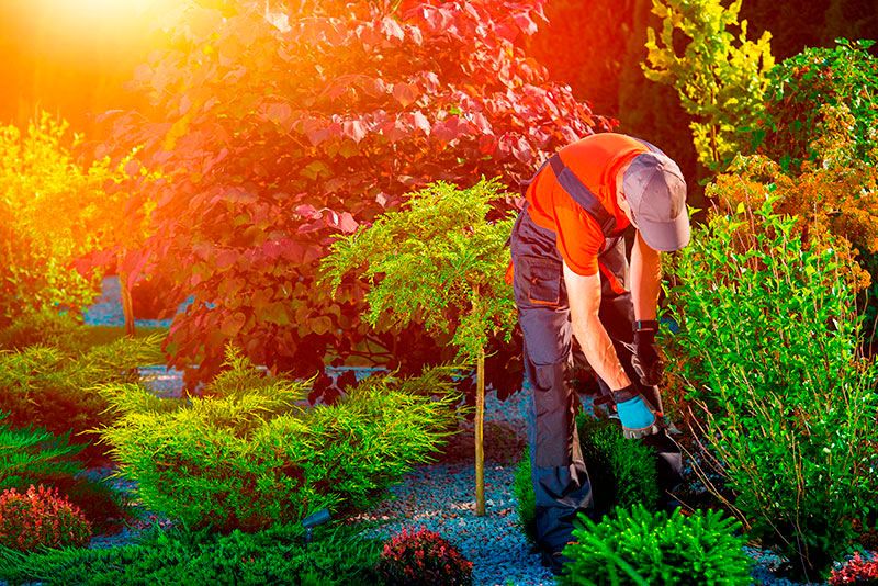 Serviço Terceirizado de Jardinagem