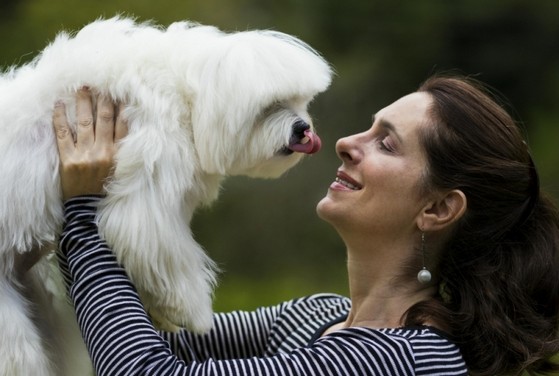 Serviço Veterinário Cães Idosos