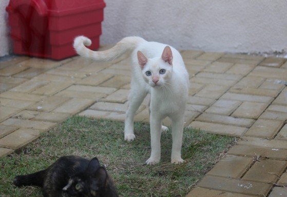 Serviço Veterinário Cão e Gato