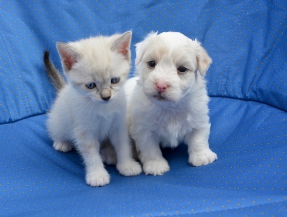 Serviço Veterinário Cirurgia Cachorro