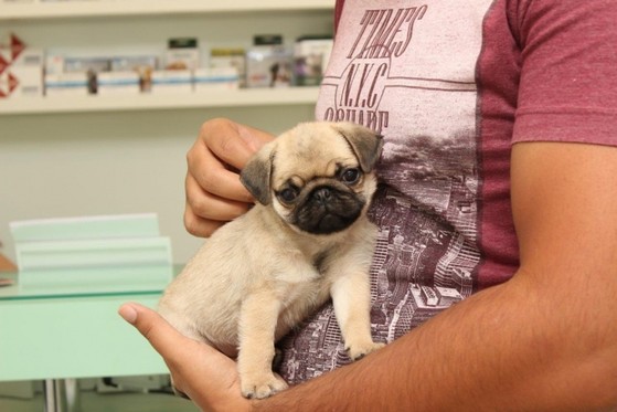 Serviço Veterinário para Gato