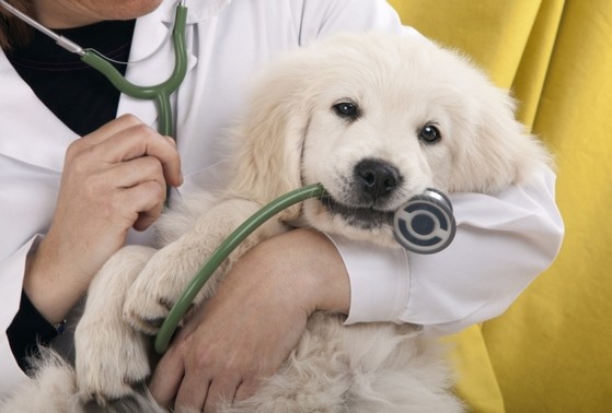 Serviço Veterinário Cirurgia Cachorro