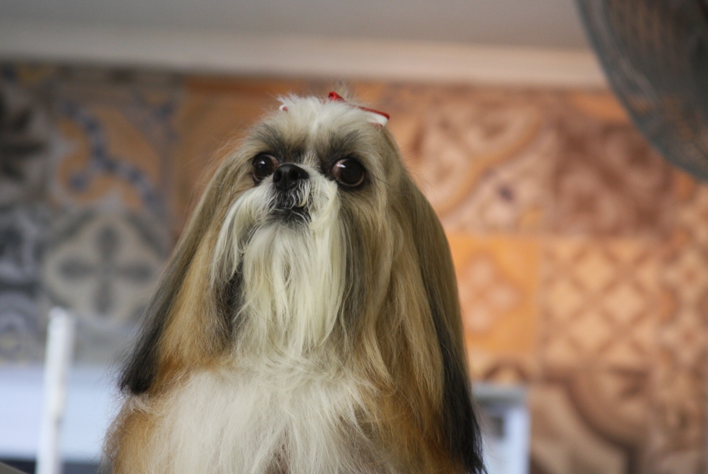 Serviços de Banho e Tosa para Cachorro