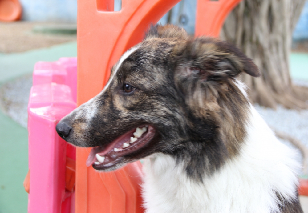 Serviços de Hotel para Cães