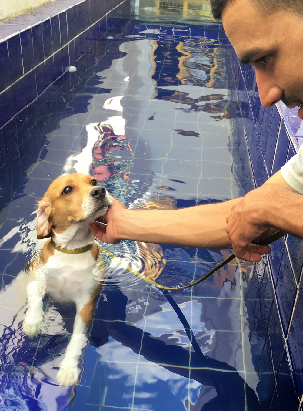 Serviços de Natação para Cães