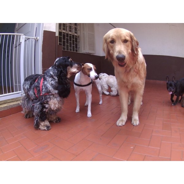 Serviços Dog Sitter