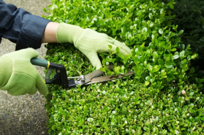 Serviços de Jardinagem e Paisagismo