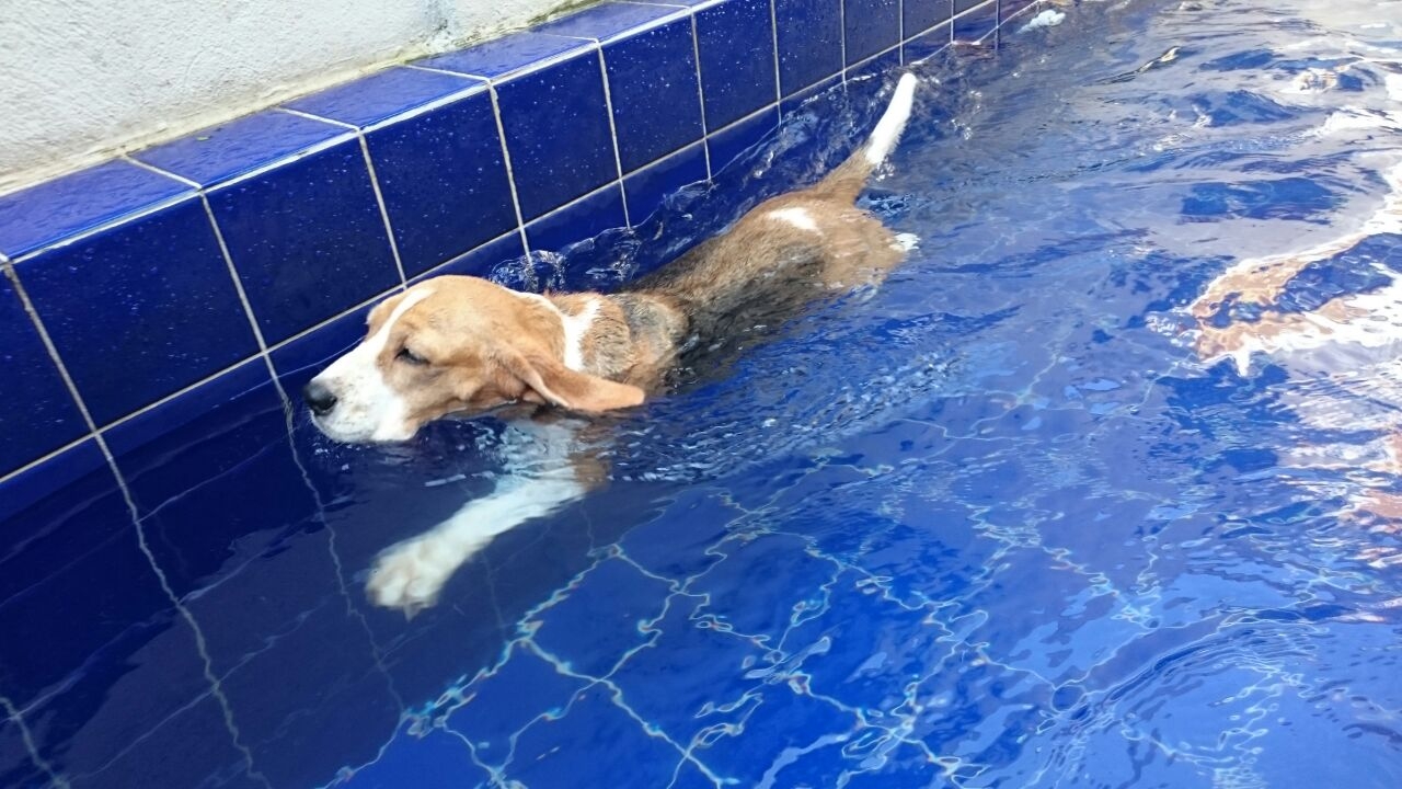 Sessão de Natação para Cachorros