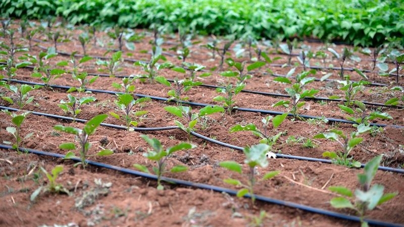 Sistema de Irrigação por Gotejo