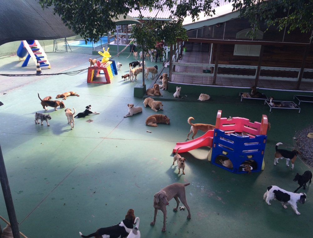 Spa Canino em São Paulo