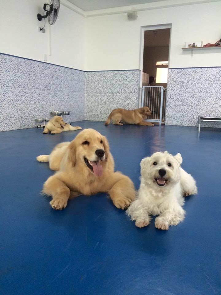 Spa Canino em Sp