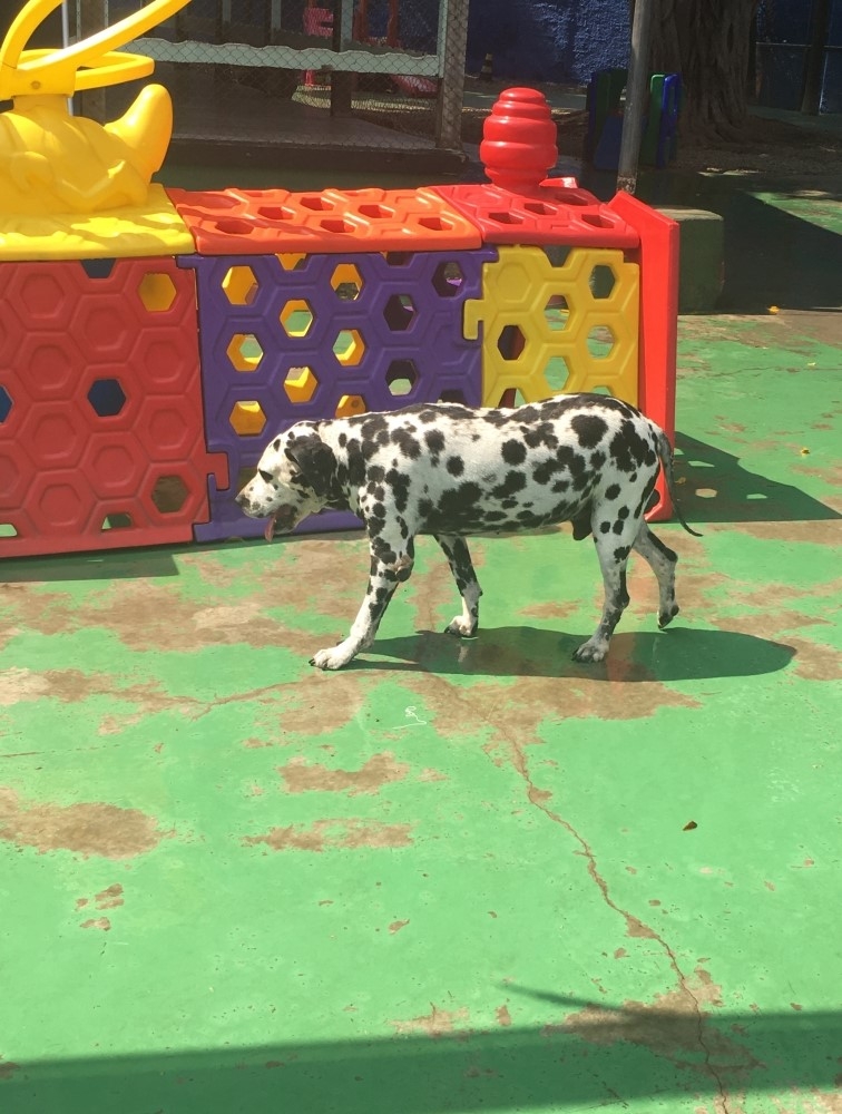 Spa com Day Care Canino