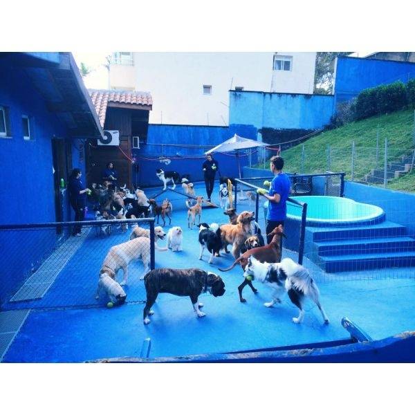 Spa de Cachorro no Morumbi