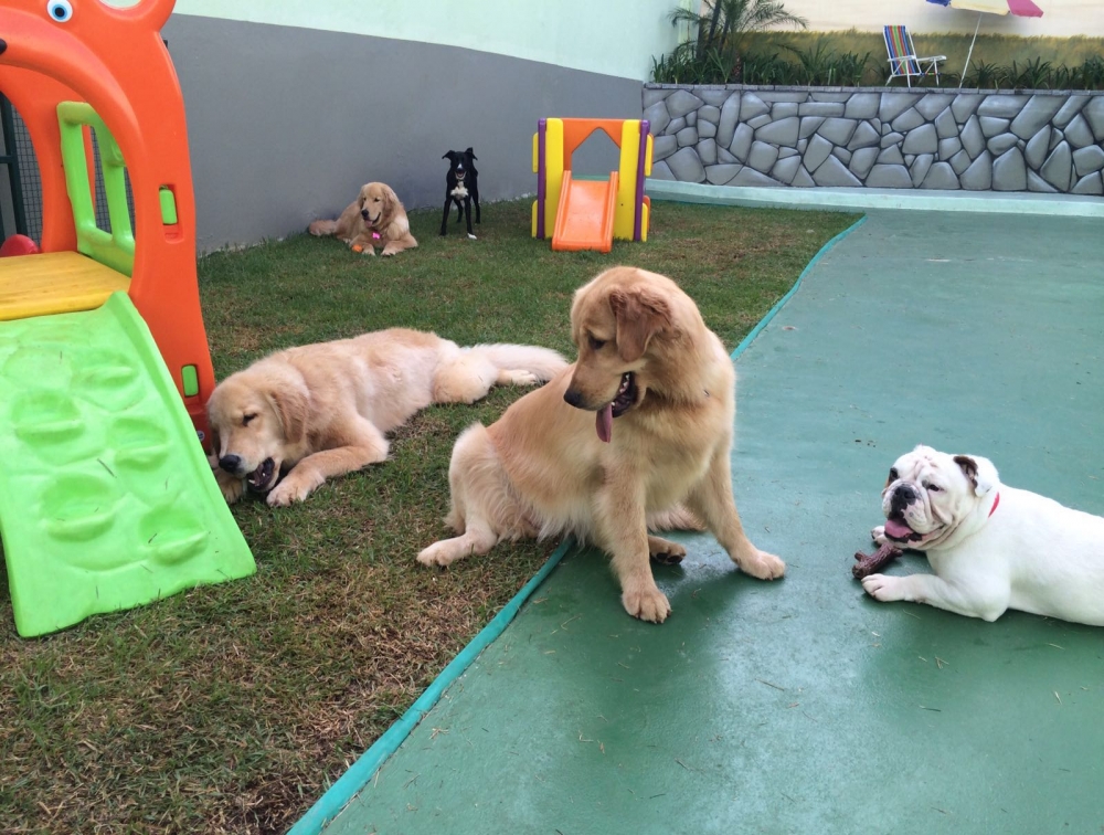 Spa e Hotel para Cães