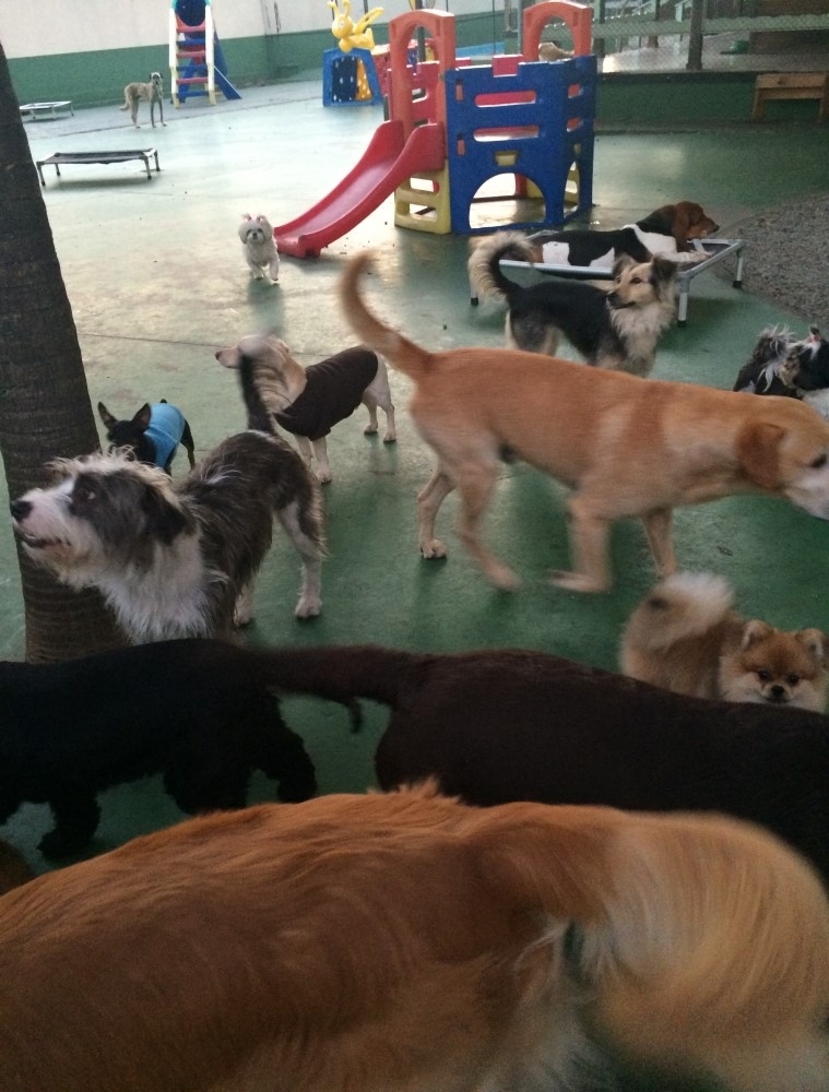 Spa para Cães no Brooklin