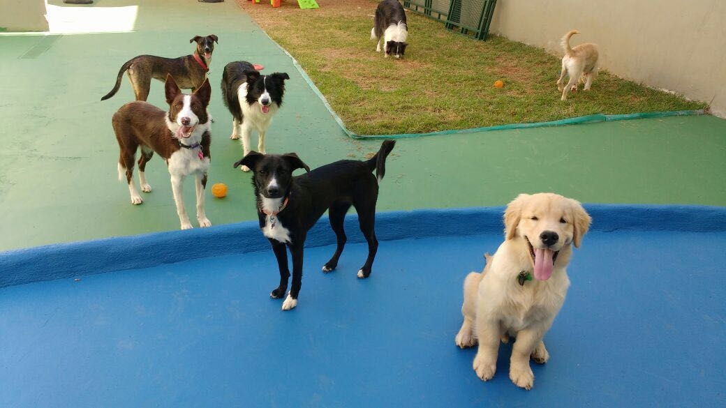 Spa de Cachorros de Luxo