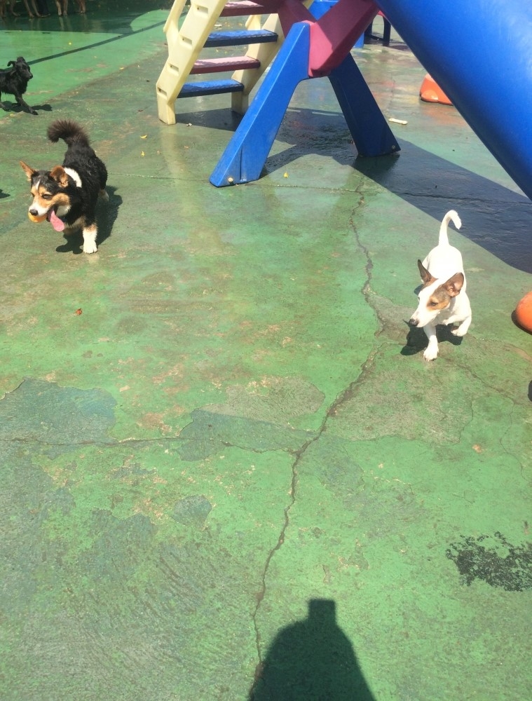 Spa para Cães em São Paulo