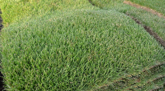 Tapete de Grama para Campo