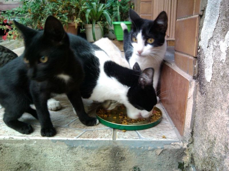 Telefone de Veterinário 24 Horas