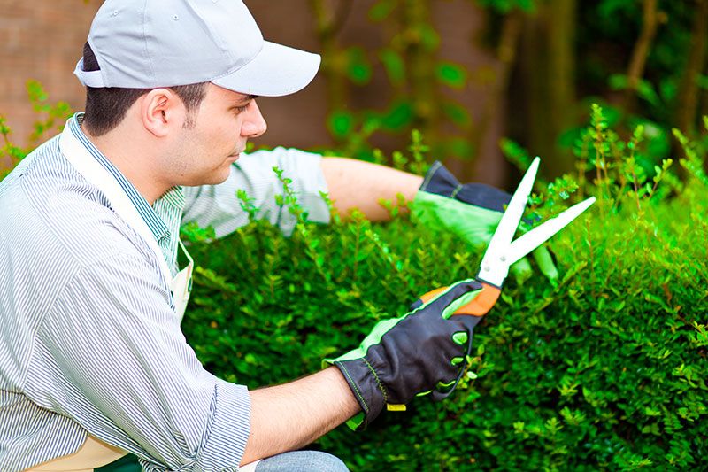 Terceirização de Jardinagem em Santo André