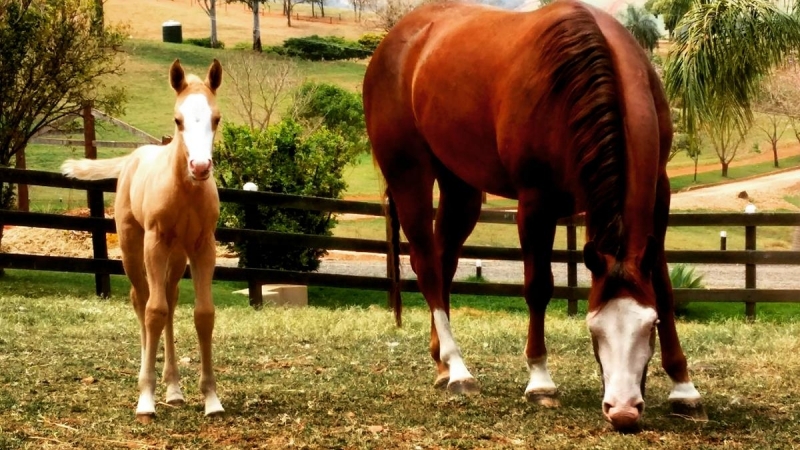 Teste de Paternidade em Animais