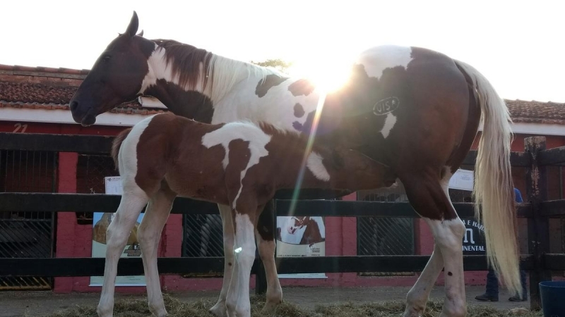 Teste de Paternidade em Cavalos