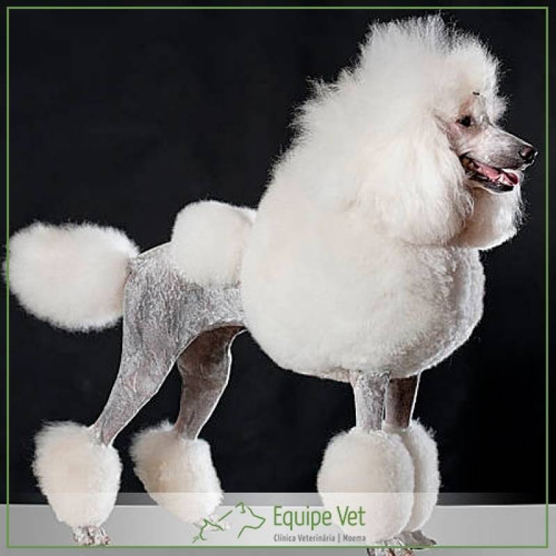 Tosa de Poodle