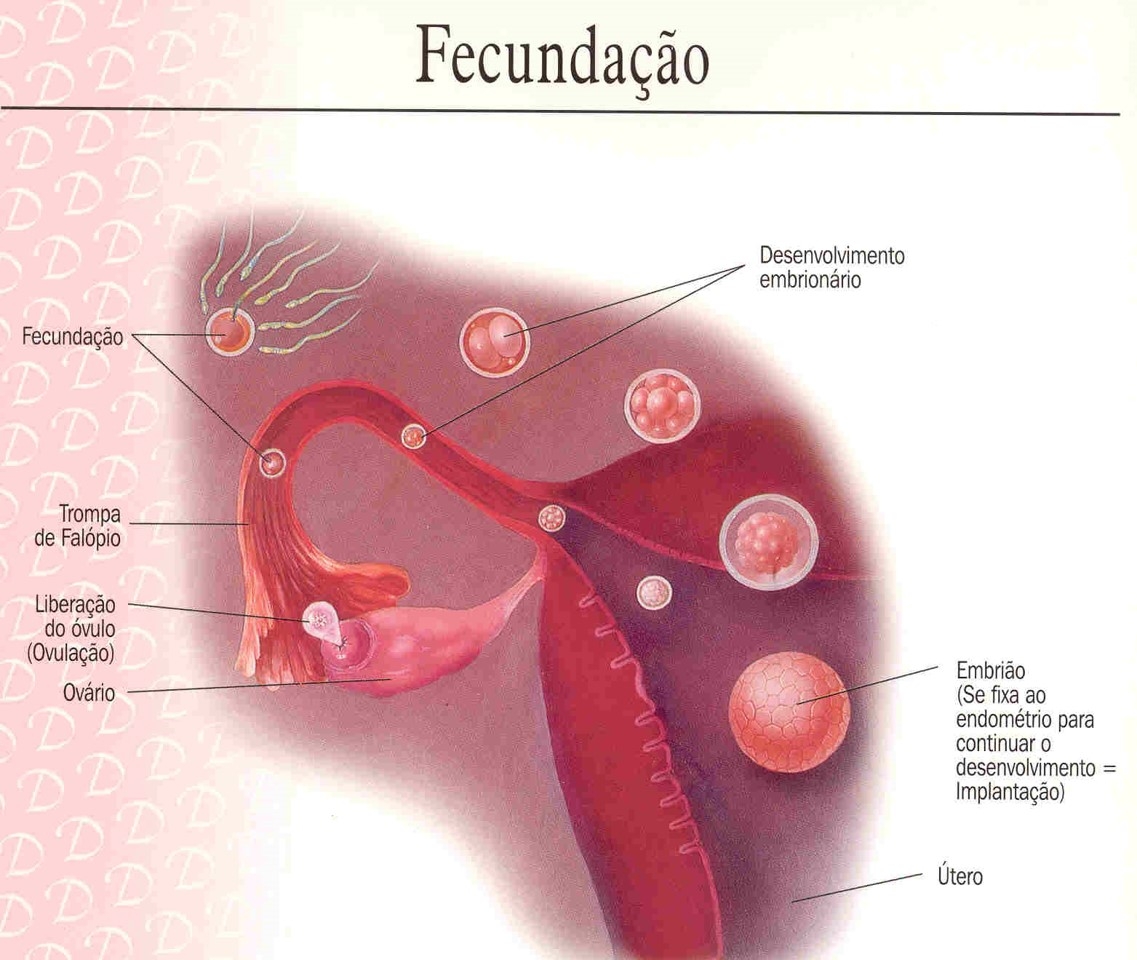 Tratamento de Fertilização