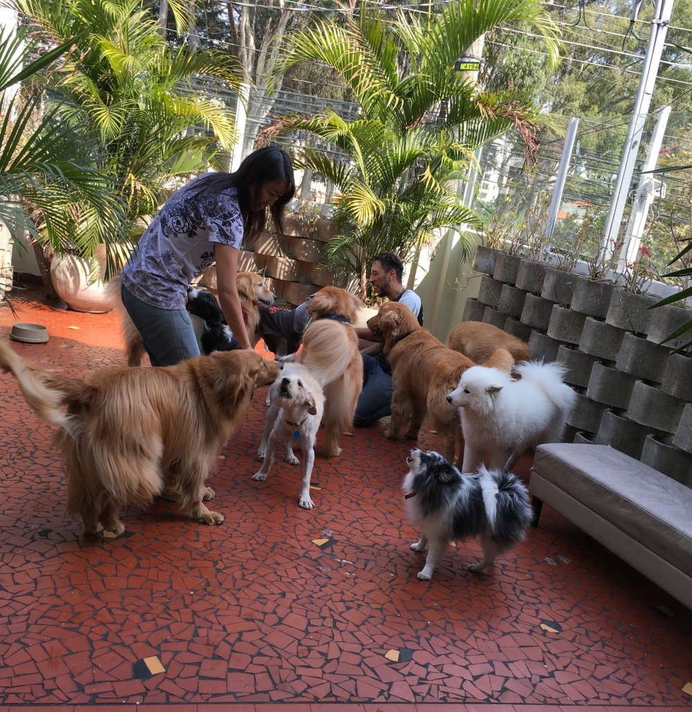 Tratamento de Fisioterapia Canina