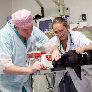 Tratamento Displasia Coxofemoral Canina
