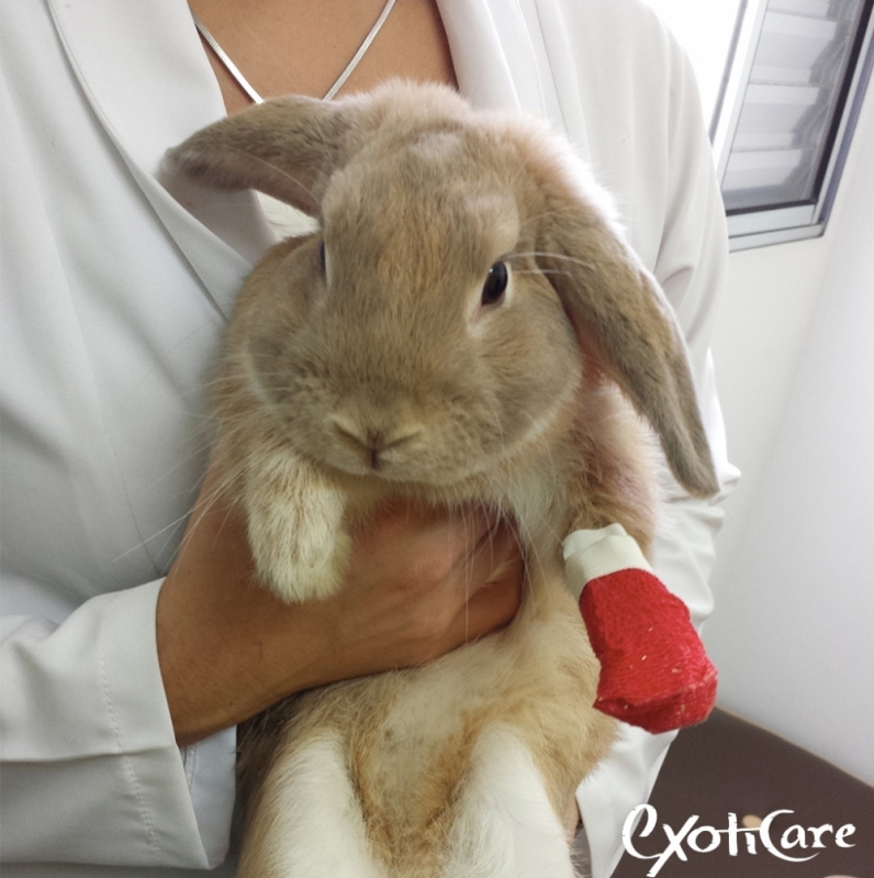 Tratamento Odontológico para Coelho