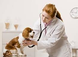 Tratamento para Animais