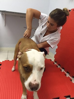 Tratamento de Quiropraxia para Cães