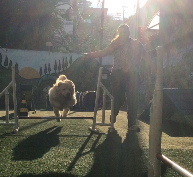 Treinador de Cães para Apresentação