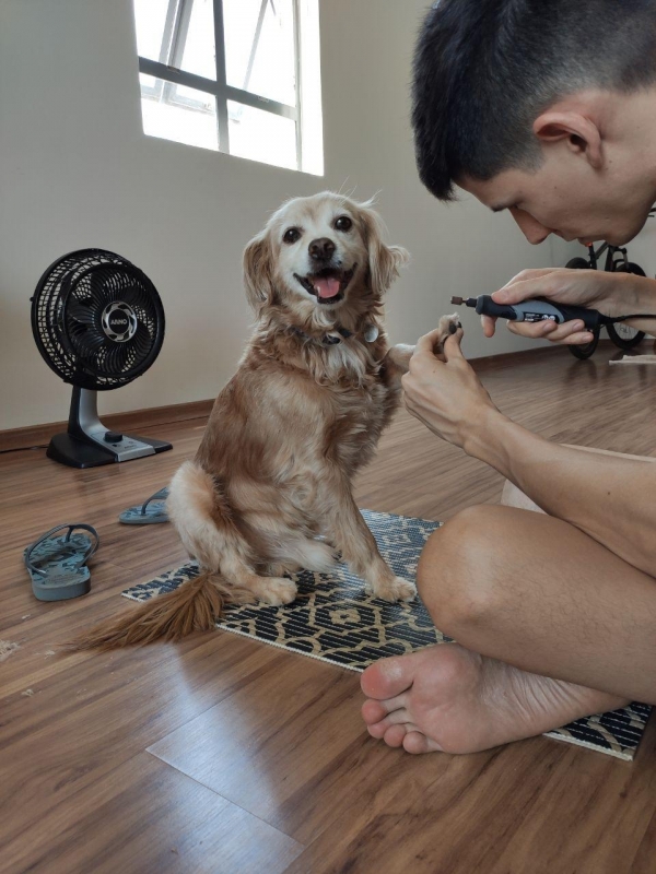 Treinamento Cães