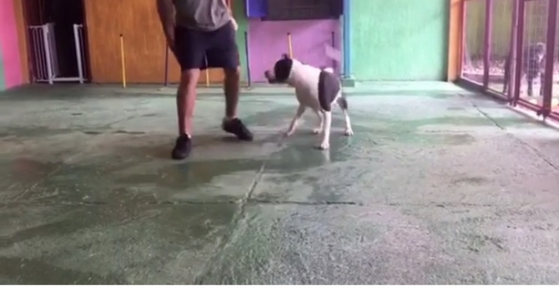 Treinamento de Cachorro Pequeno Porte