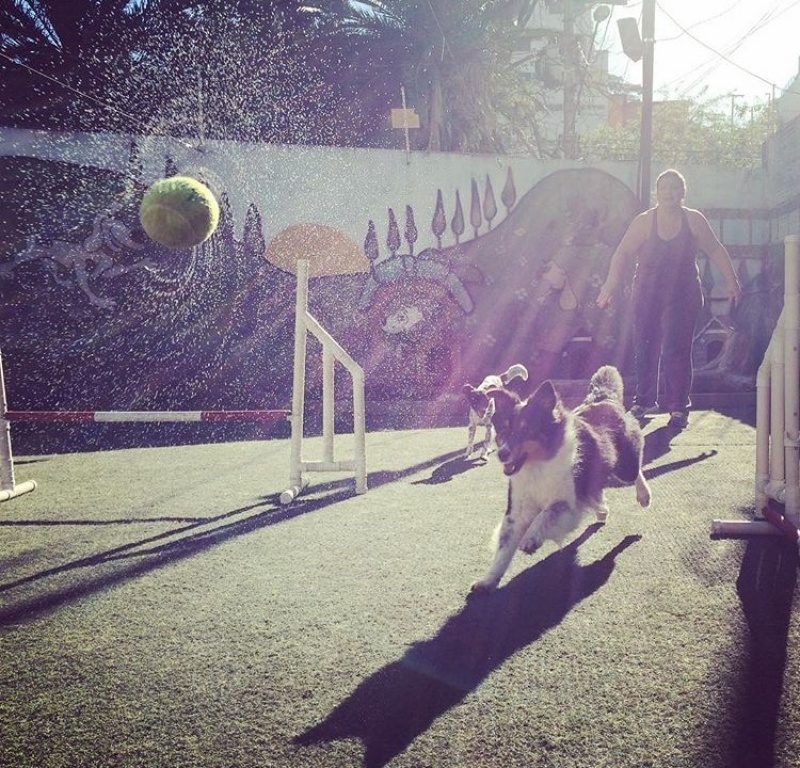 Treinamento de Cachorro