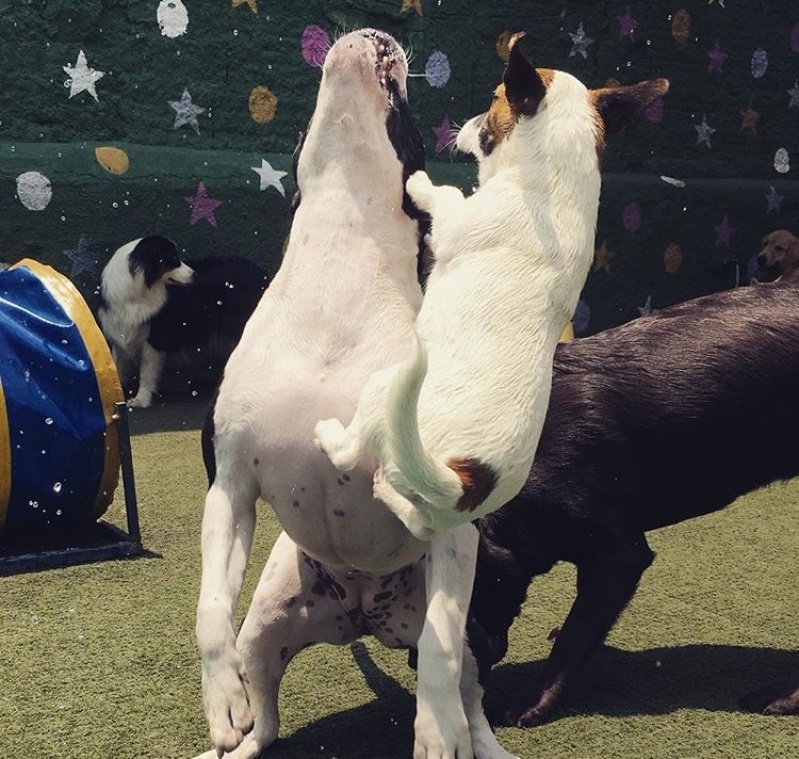 Treinamento de Cães