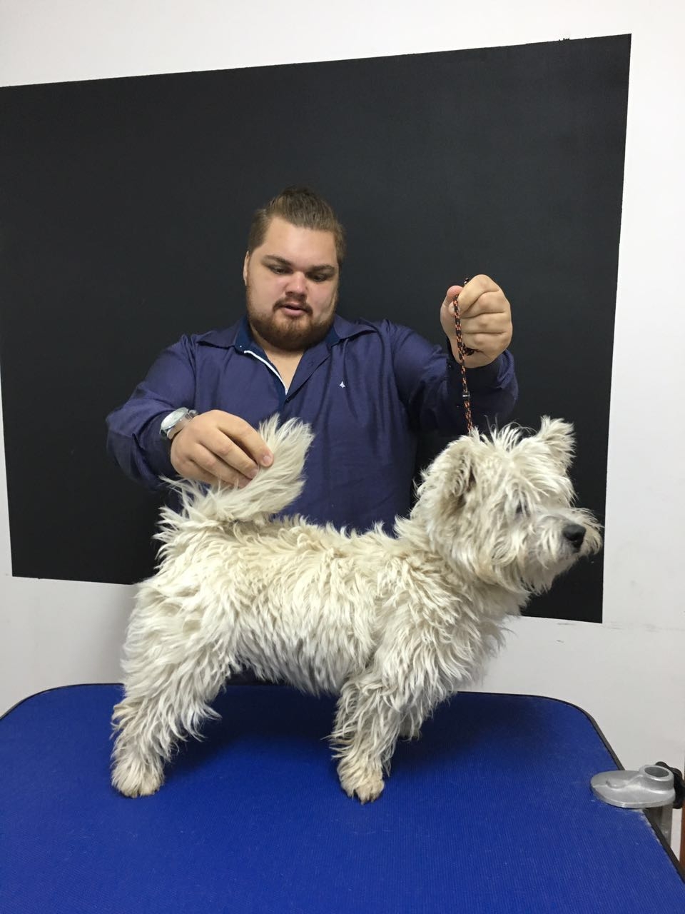 Trimming Scottish Terrier