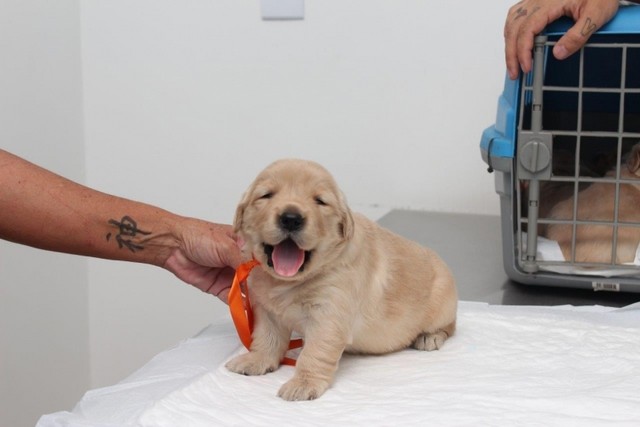 Vacina para Cachorro contra Leishmaniose