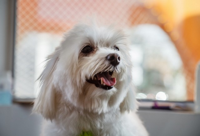 Vacina para Fungos em Cachorros