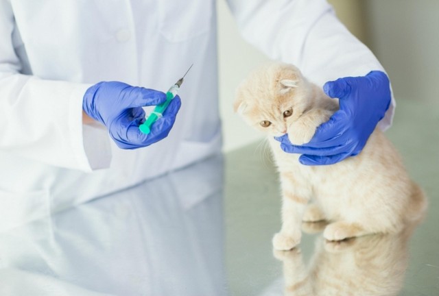 Vacina para Castração de Gatos
