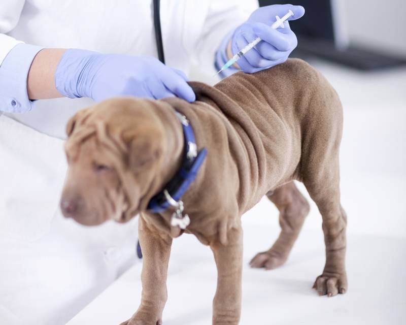 Vacinação para Cães