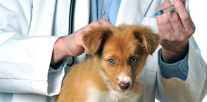 Vacinas para Animais de Estimação